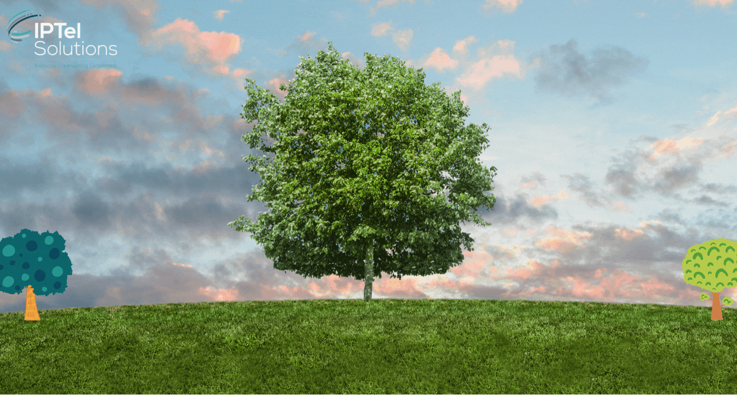 Effect of Trees on WiFi